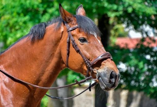 Abogados ecuestres en Valladolid Abogados ecuestres en Valladolid